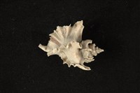 藏品(四翼芭蕉螺)的圖片